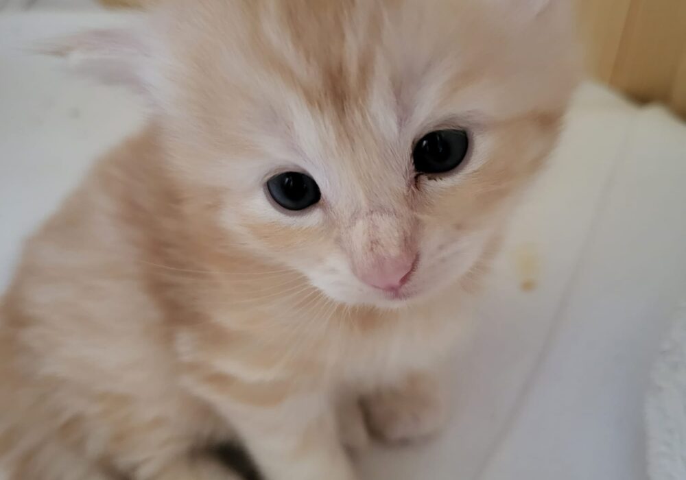 6.08.2023 Cucciolata
