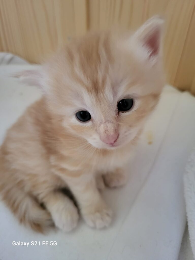 6.08.2023 Cucciolata