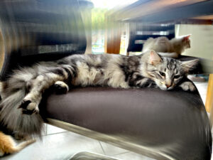 Malah av Abellacats*CH