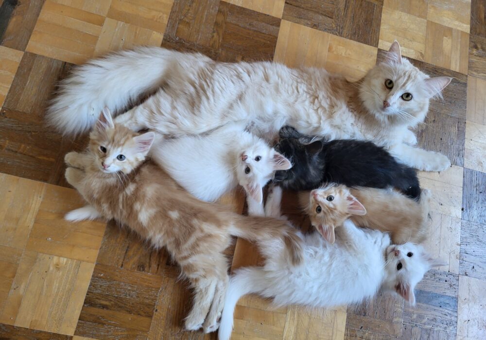 12.05.2025 Cucciolata