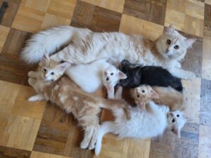 12.05.2025 Cucciolata