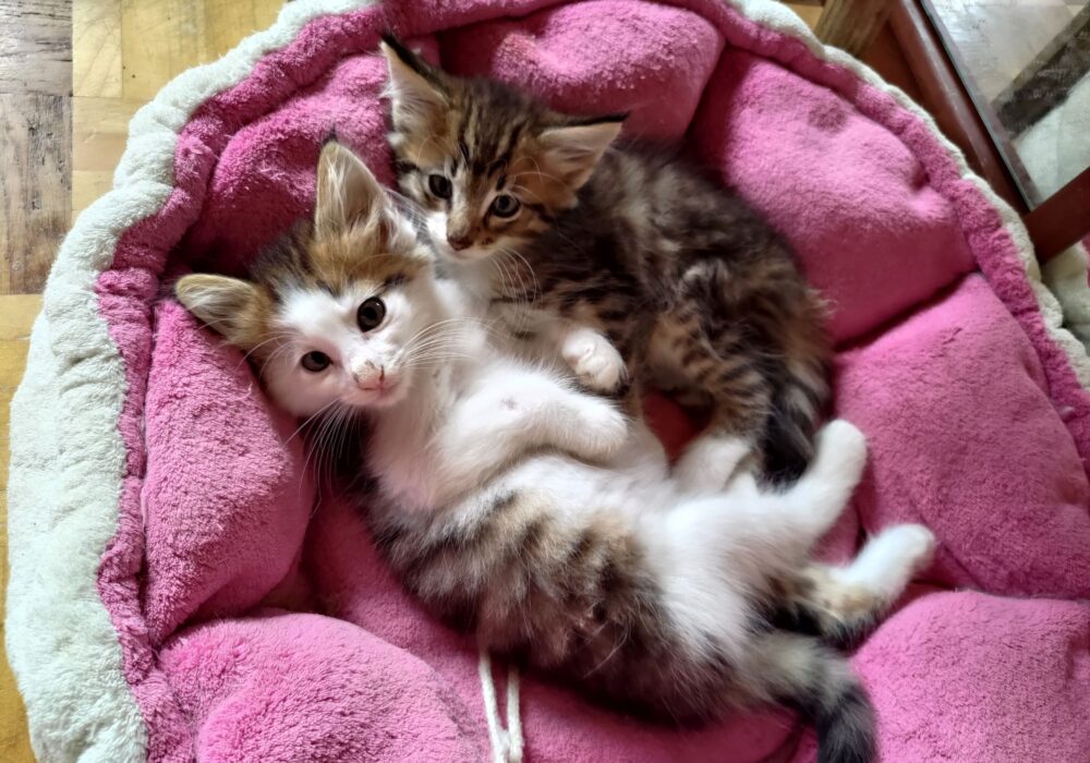 27.06.2025 Cucciolata