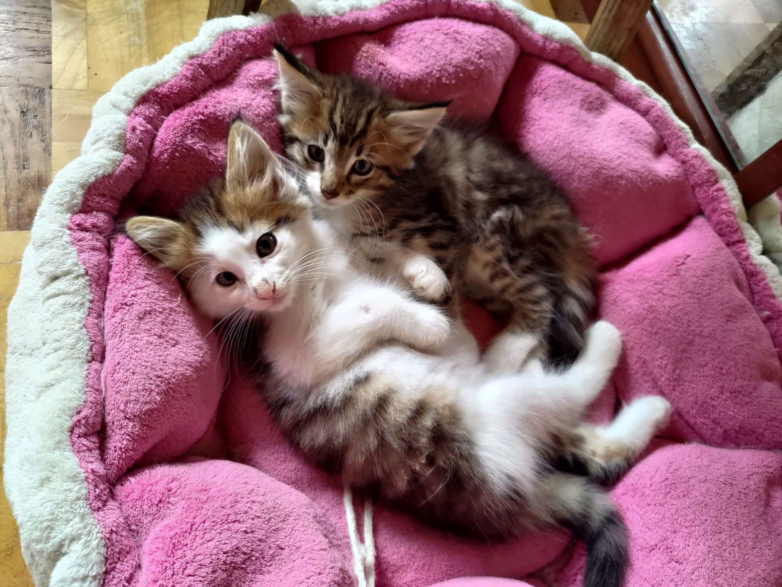 27.06.2025 Cucciolata