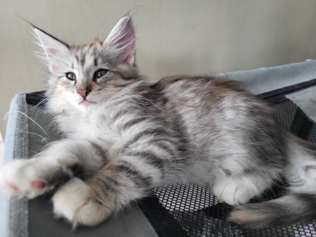 Milina