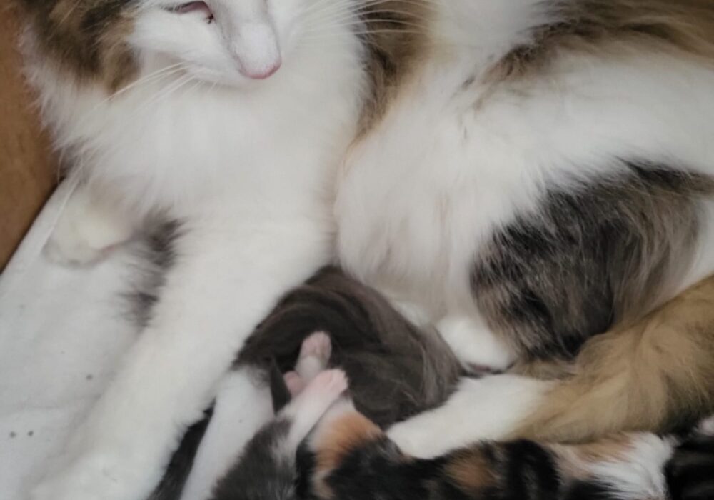 24.06.2025 Cucciolata
