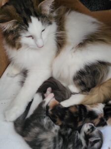 24.06.2025 Cucciolata