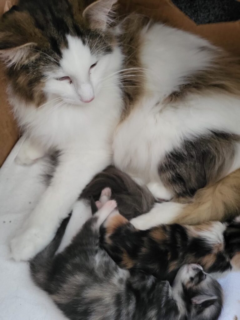 24.06.2025 Cucciolata