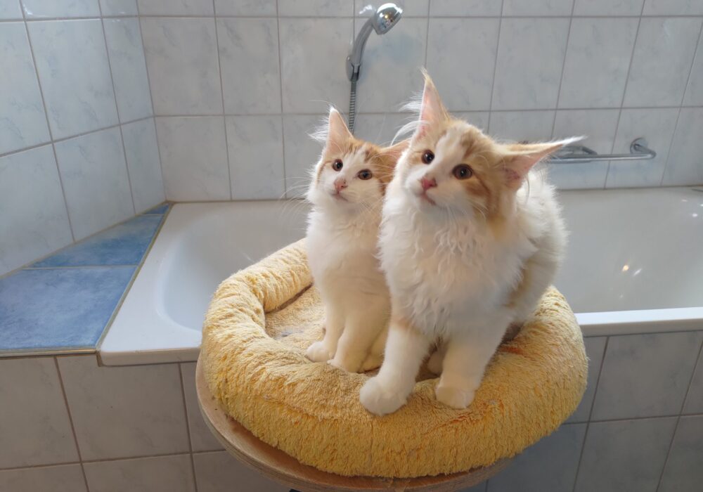 29.06.2025 Cucciolata