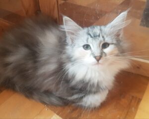 11.11.2022 Cucciolata