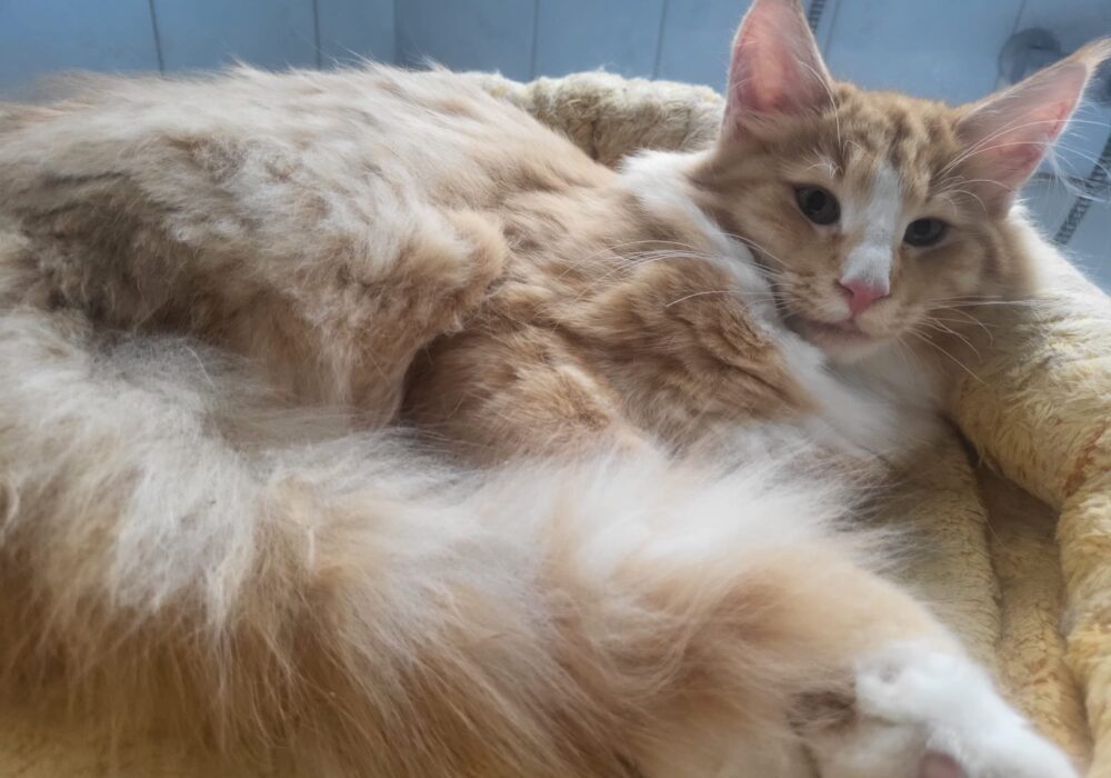 27.06.2025 Cucciolata