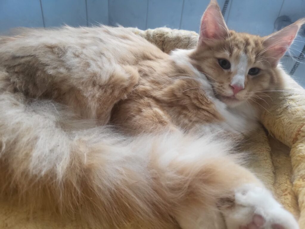 27.06.2025 Cucciolata